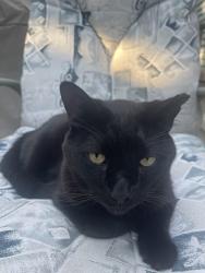 Lost Male Cat last seen Penn Lear Ct., Castle Hill, Kelvington, Monroeville, PA 15146