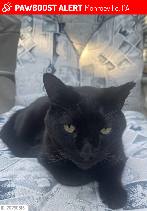 Lost Male Cat last seen Penn Lear Ct., Castle Hill, Kelvington, Monroeville, PA 15146