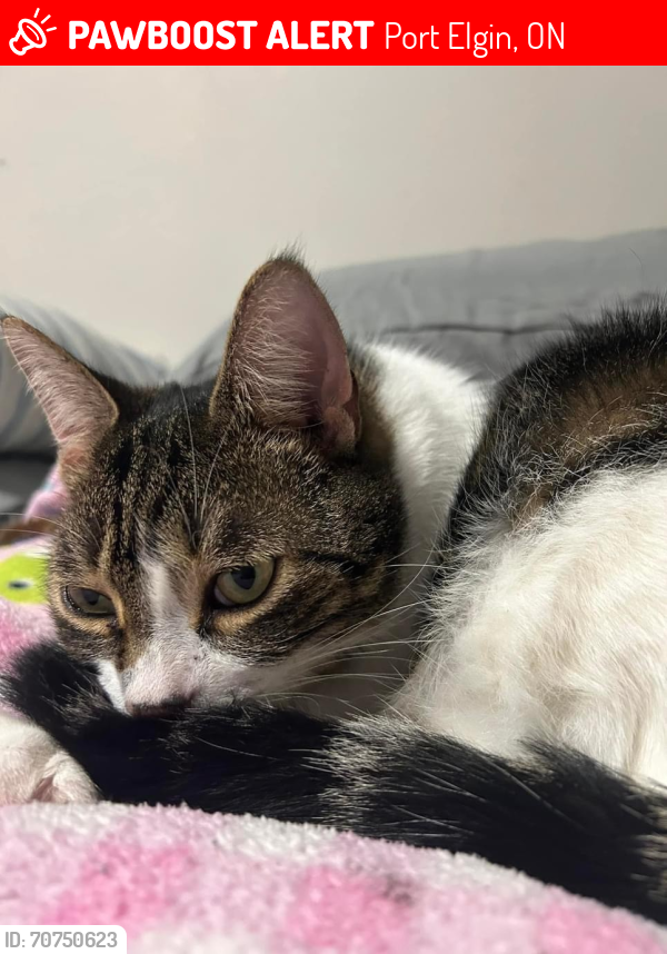 Lost Male Cat last seen Port Elgin Walmart, Port Elgin, ON 