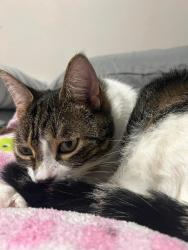 Lost Male Cat last seen Port Elgin Walmart, Port Elgin, ON 
