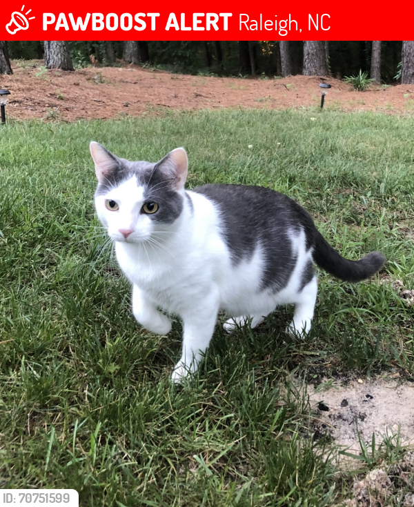 Lost Male Cat last seen Hayden woods, Raleigh, NC 27616