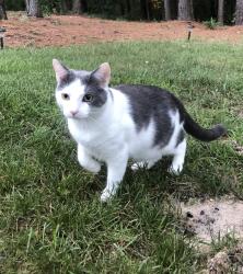 Lost Male Cat last seen Hayden woods, Raleigh, NC 27616