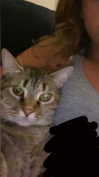Lost Female Cat last seen Carrigan woods trail stillwater, Seminole County, FL 32765