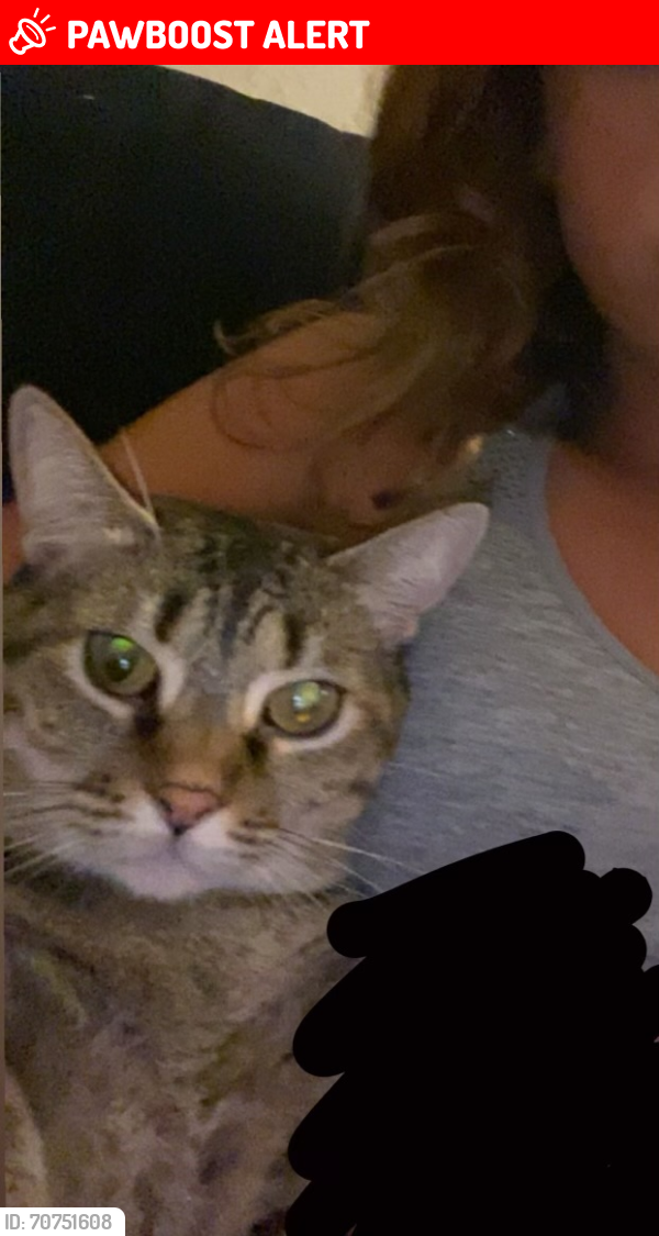 Lost Female Cat last seen Carrigan woods trail stillwater, Seminole County, FL 32765