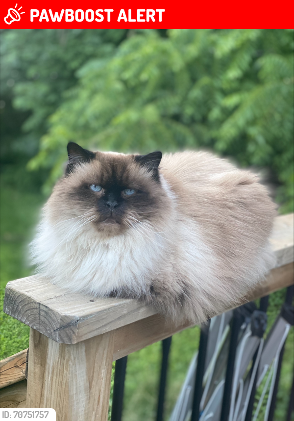 Lost Male Cat last seen In the Front yard at 6 Matthew St, near McCarthy and Orangeville District Secondary School, Orangeville, ON L9W 2H4