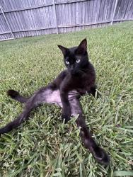 Lost Male Cat last seen Atrium Dr and Rolling Hills Ln, Grand Prairie, TX 75052