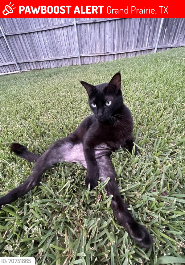 Lost Male Cat last seen Atrium Dr and Rolling Hills Ln, Grand Prairie, TX 75052