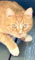 Reunited Male Cat last seen Woodbury Knolls, Winston-Salem, NC 27104