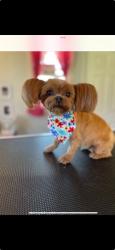 Lost Female Dog last seen Saint Andrews way and highland ave, Frankfort, IL 60423