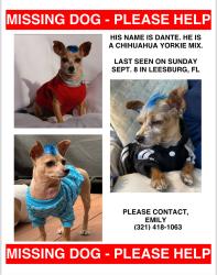 Lost Male Dog last seen Radio and 44, Leesburg, FL 34788