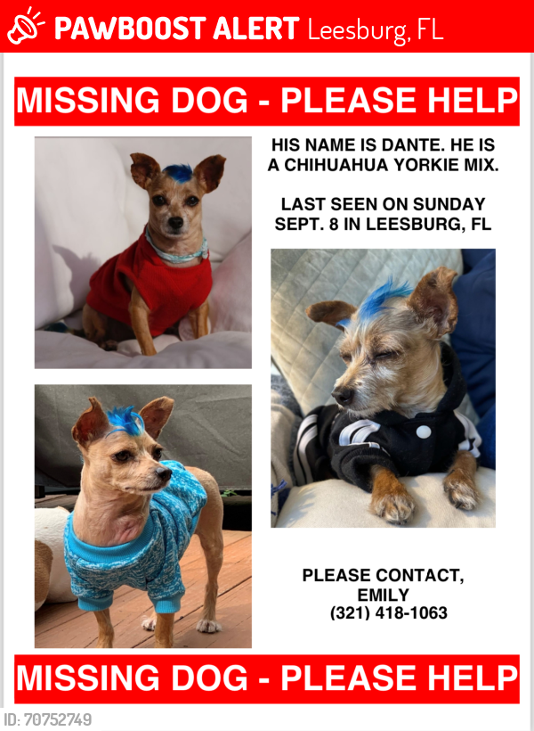 Lost Male Dog last seen Radio and 44, Leesburg, FL 34788