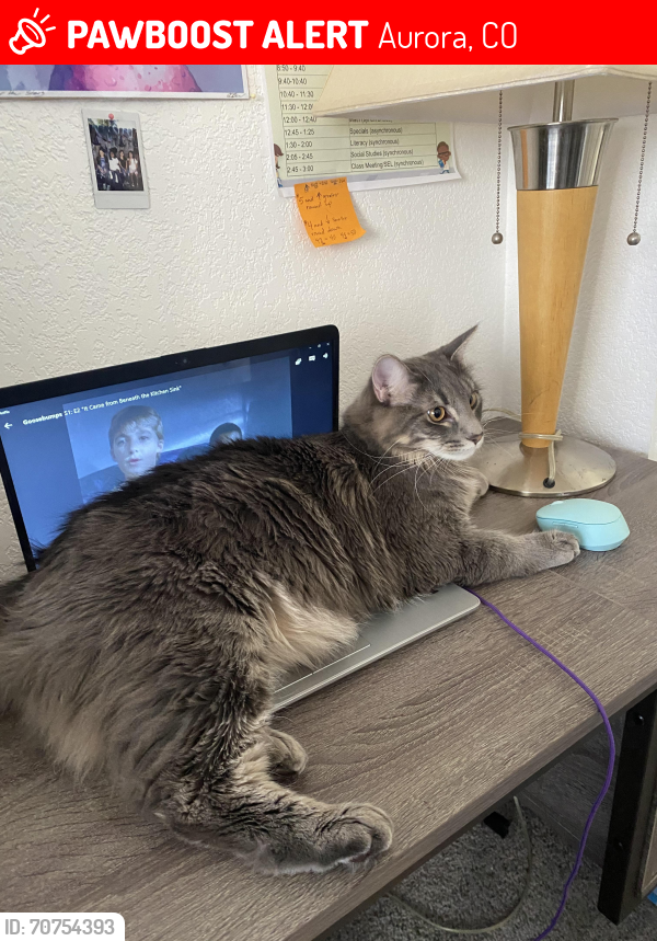 Lost Male Cat last seen Chenango + Himalaya, Aurora, CO 80015