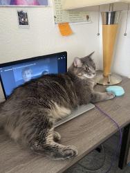 Lost Male Cat last seen Chenango + Himalaya, Aurora, CO 80015
