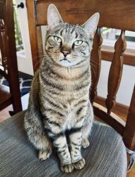 Lost Female Cat last seen SW Par 3 Drive and SW Line Drive, Cornelius, OR USA, Washington County, OR 97113