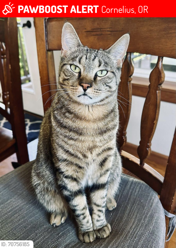 Lost Female Cat last seen SW Par 3 Drive and SW Line Drive, Cornelius, OR USA, Washington County, OR 97113