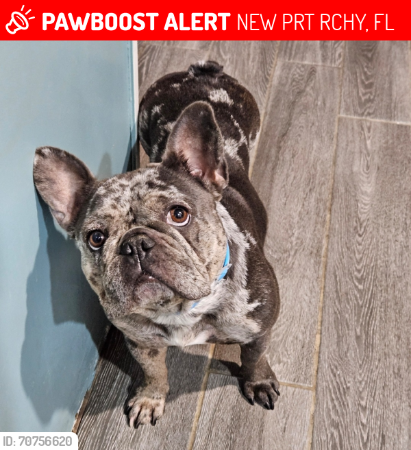 Lost Female Dog last seen Moog and us19, NEW PRT RCHY, FL 34652