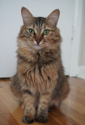 Lost Female Cat last seen ISB Mosque, intersection of Adamsview and Johnnycake Rd, Catonsville, MD 21228