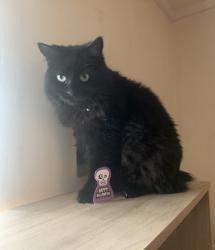 Reunited Female Cat last seen  garden , Bulwell, England NG6