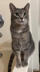 Lost Male Cat last seen S Nicolet Road W Prospect Ave and W Spencer St, Grand Chute, WI 54914