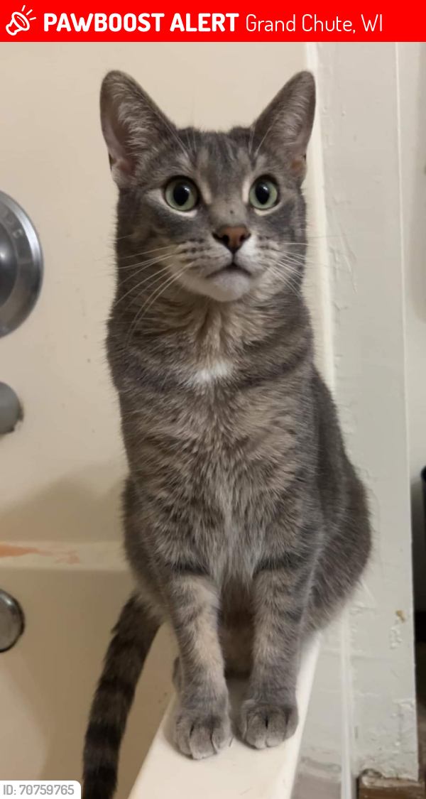 Lost Male Cat last seen S Nicolet Road W Prospect Ave and W Spencer St, Grand Chute, WI 54914