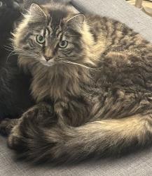 Lost Male Cat last seen Prairie Sky School, Calgary, AB T3N 1L7