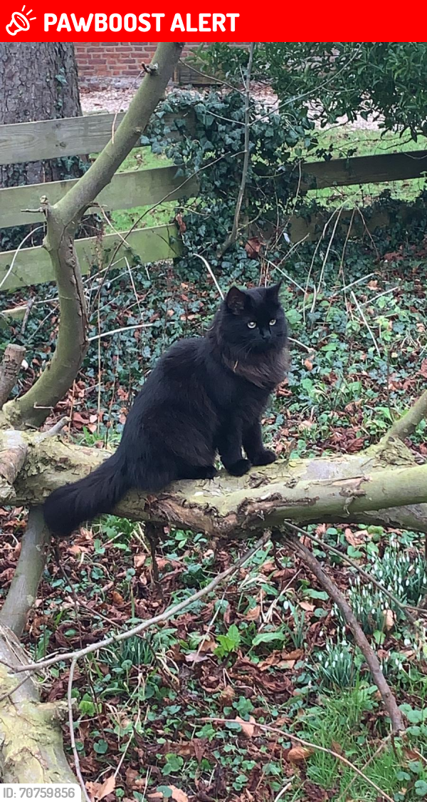Lost Female Cat last seen A157 crossroads A1104, Maltby le Marsh, England LN13