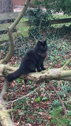 Lost Female Cat last seen A157 crossroads A1104, Maltby le Marsh, England LN13
