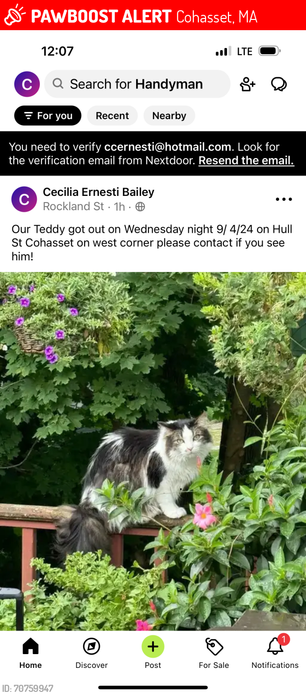 Lost Male Cat last seen Rockland st/ canterberry, Cohasset, MA 02025