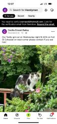 Lost Male Cat last seen Rockland st/ canterberry, Cohasset, MA 02025