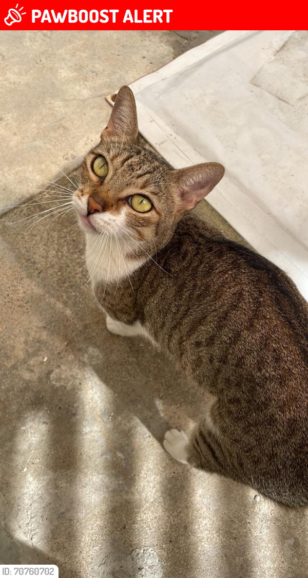 Lost Female Cat last seen Bosques de saloya , Bosque de Saloya, Tab. 86246