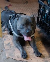 Lost Male Dog last seen Silas way ambarvale, Campbelltown, NSW 2560