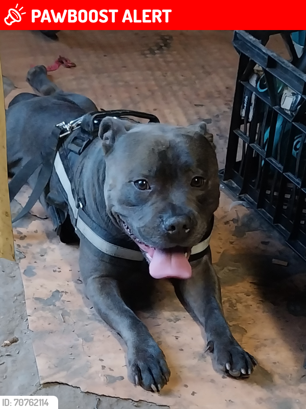 Lost Male Dog last seen Silas way ambarvale, Campbelltown, NSW 2560