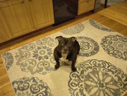 Lost Male Dog last seen Near Seneca road corner hse, Mount Pocono, PA 18344