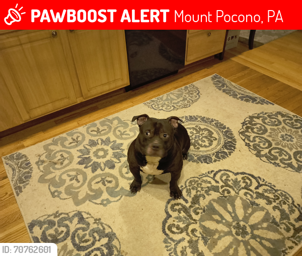 Lost Male Dog last seen Near Seneca road corner hse, Mount Pocono, PA 18344