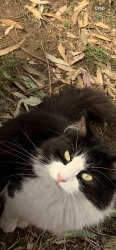 Lost Male Cat last seen Dalkeith street , Busby, NSW 2168