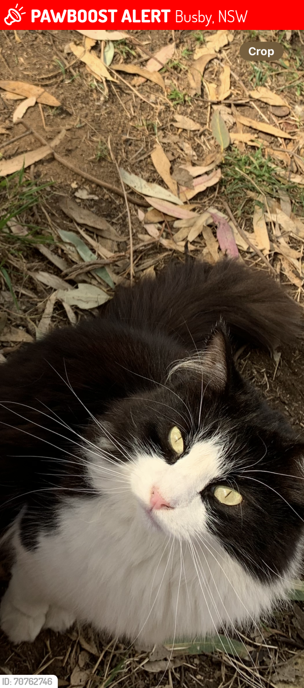 Lost Male Cat last seen Dalkeith street , Busby, NSW 2168