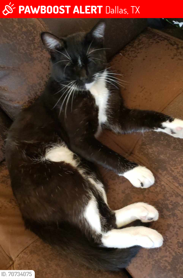 Lost Male Cat last seen Near Hawthorne Ave. Dallas, TX. 75219, Dallas, TX 75219