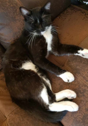 Lost Male Cat last seen Near Hawthorne Ave. Dallas, TX. 75219, Dallas, TX 75219