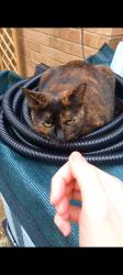 Lost Female Cat last seen Thirlmere, Wellingborough NN8 3ZB , North Northamptonshire, England NN8 3ZB
