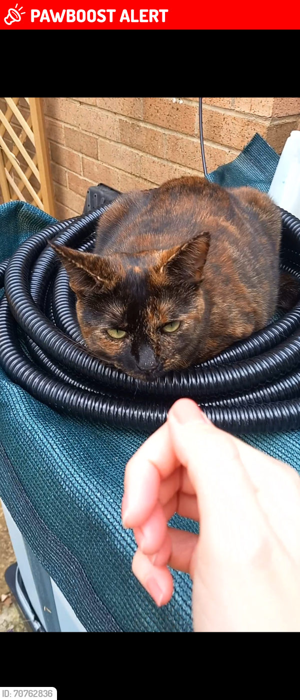 Lost Female Cat last seen Thirlmere, Wellingborough NN8 3ZB , North Northamptonshire, England NN8 3ZB