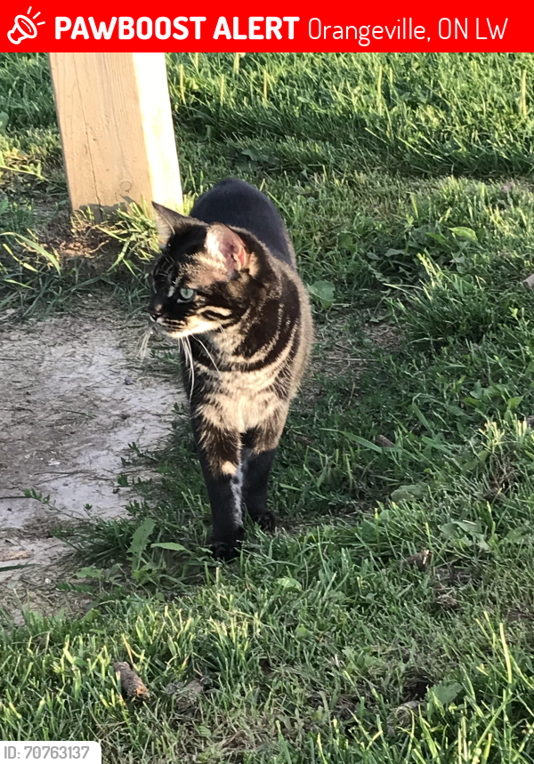 Lost Male Cat last seen Lisa Marie , Orangeville, ON L9W