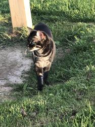 Lost Male Cat last seen Lisa Marie , Orangeville, ON L9W