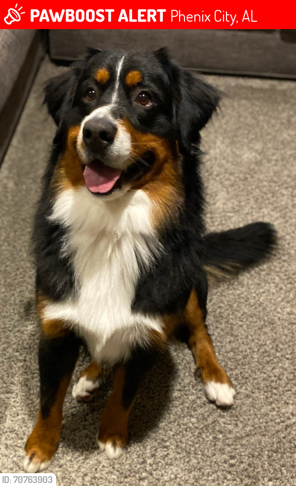 Lost Male Dog last seen Highway 80 near East Alabama Speedway, Phenix City, AL 36870