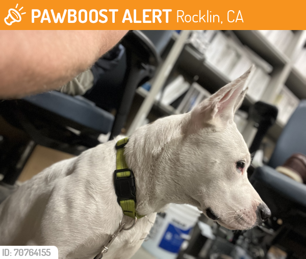 Found/Stray Female Dog last seen Industrial & veterans , Rocklin, CA 95765