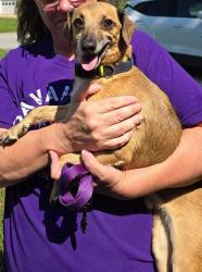 Lost Male Dog last seen Near and 120, Temple, GA 30179