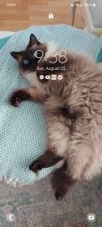 Reunited Female Cat last seen 3rd Ave Montgomery, Chula Vista, CA 91911