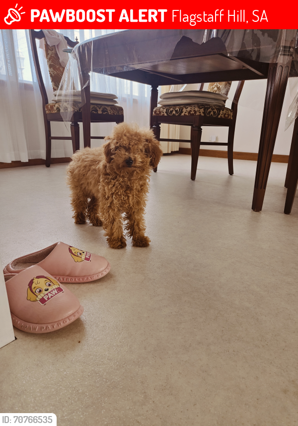 Lost Female Dog last seen Warri Parri Dr, Flagstaff hill, Flagstaff Hill, SA 5159