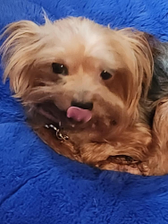 Lost Female Dog last seen Near Las palmas  dr, San Antonio, TX 78237