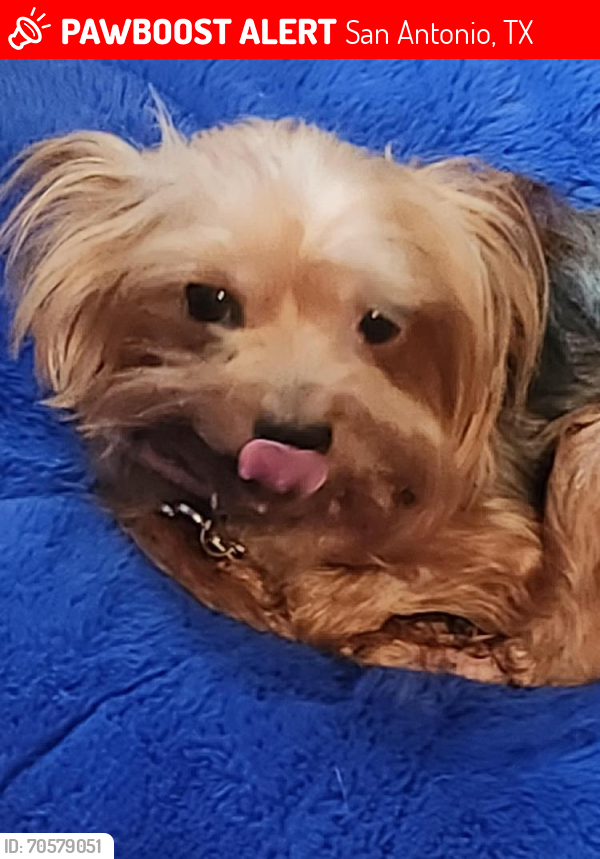 Lost Female Dog last seen Near Las palmas  dr, San Antonio, TX 78237
