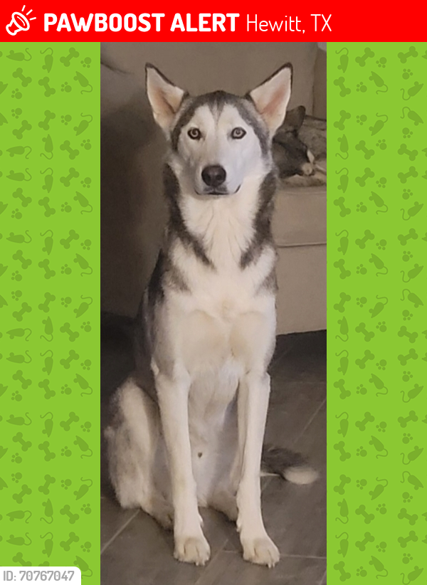 Lost Male Dog last seen Gallant Fox and Agile St, Hewitt, TX 76643